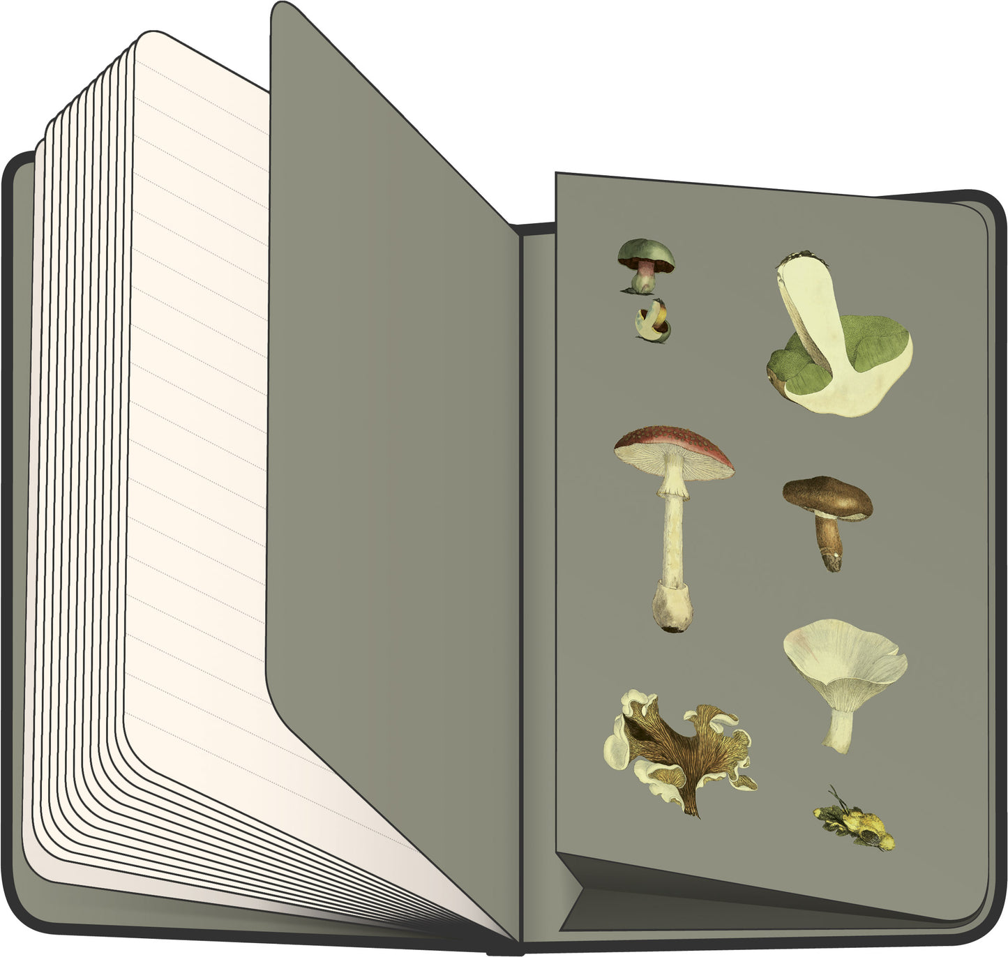Notebook Herbs by Kateřina Winterová, lined, 13 × 21 cm