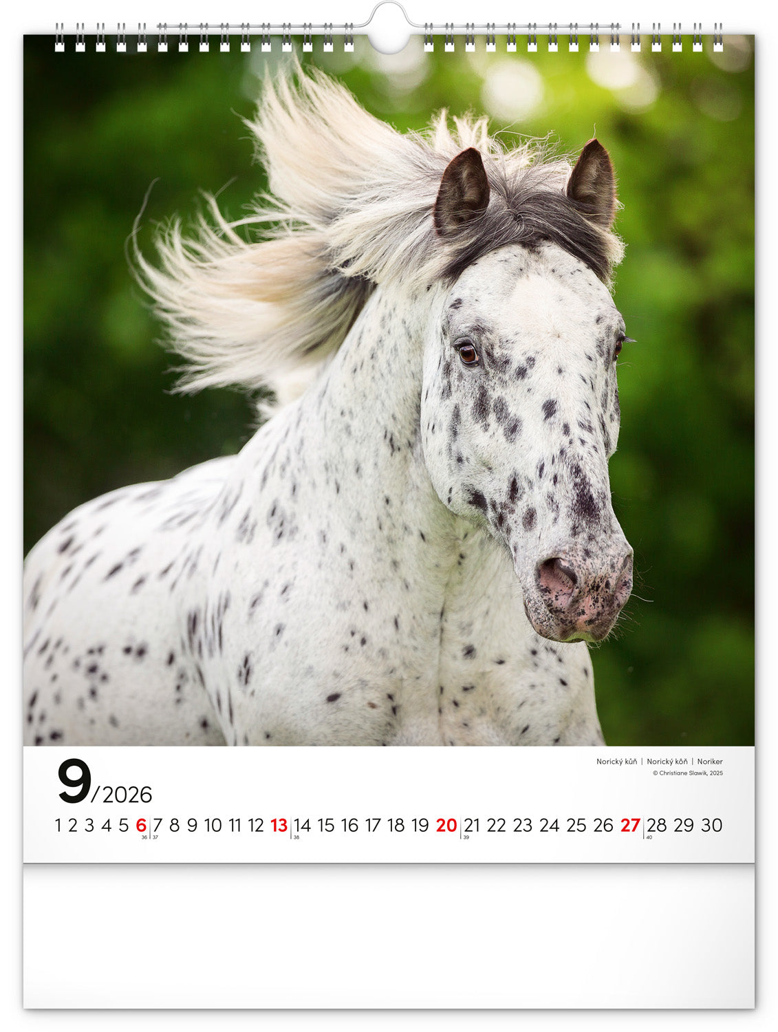 Wall calendar Horses 2026, 30 x 34 cm