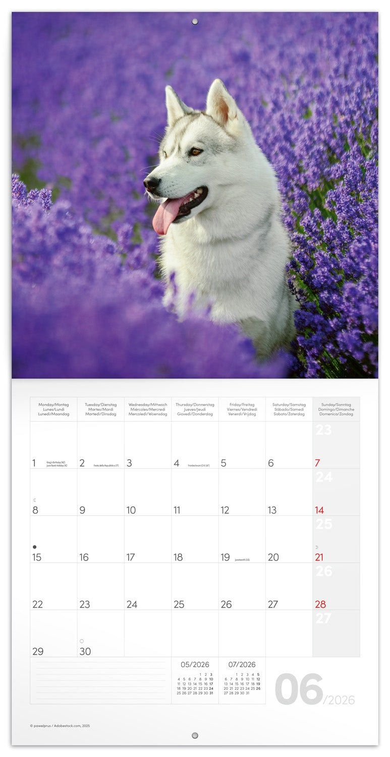 Grid calendar Dogs 2026, 30 x 30 cm