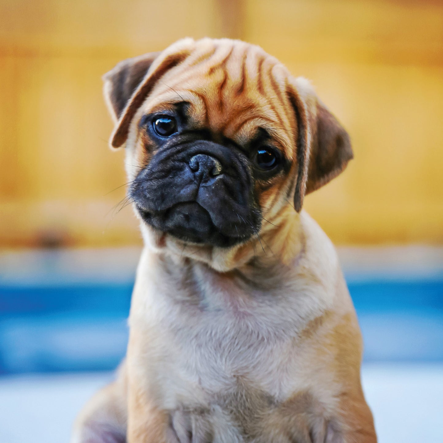 Grid calendar Puppies 2026, 30 x 30 cm