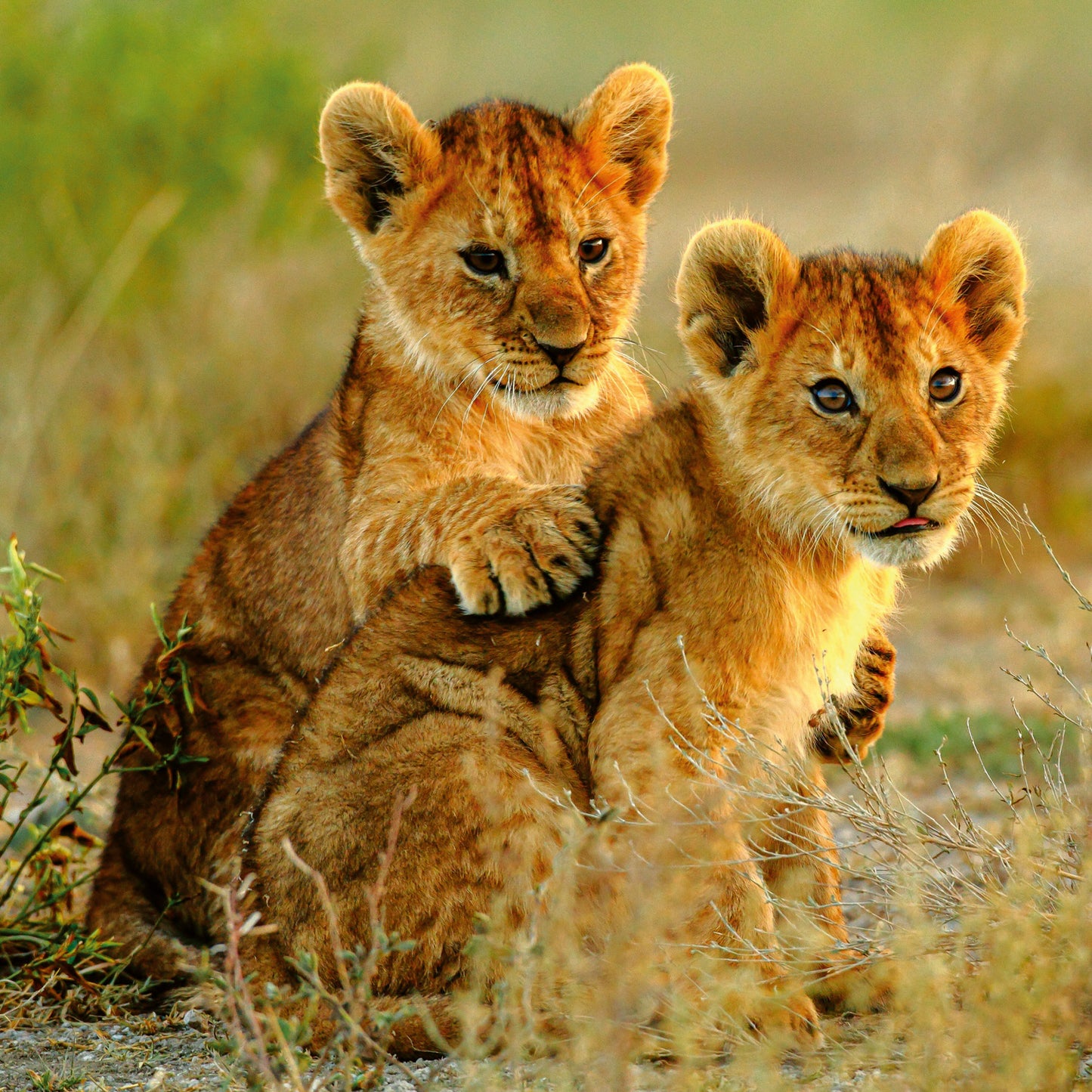 Grid calendar Animal Cuties 2026, 30 x 30 cm
