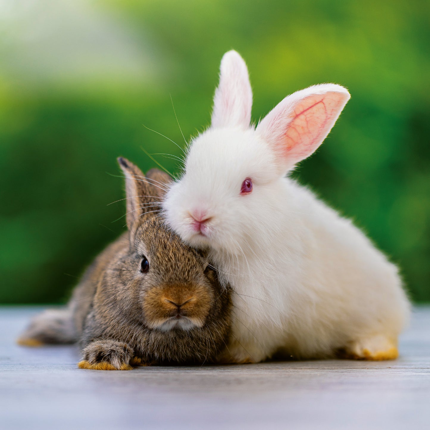 Grid calendar Animal Cuties 2026, 30 x 30 cm