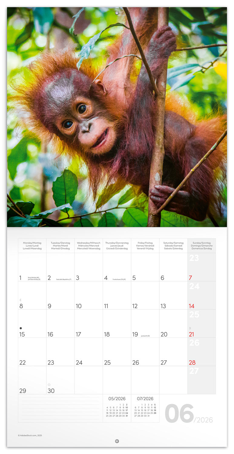 Grid calendar Animal Cuties 2026, 30 x 30 cm