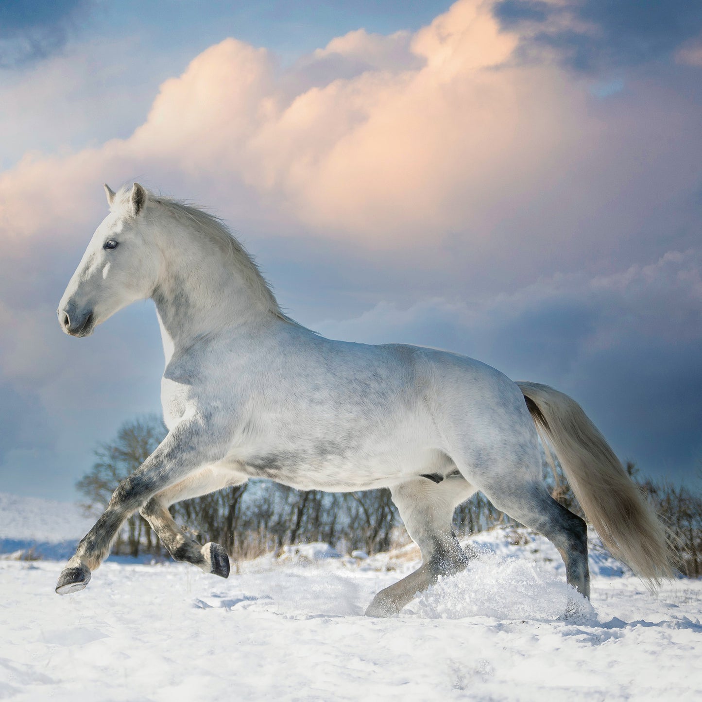 Grid calendar Horses – Christiane Slawik 2026, 30 x 30 cm