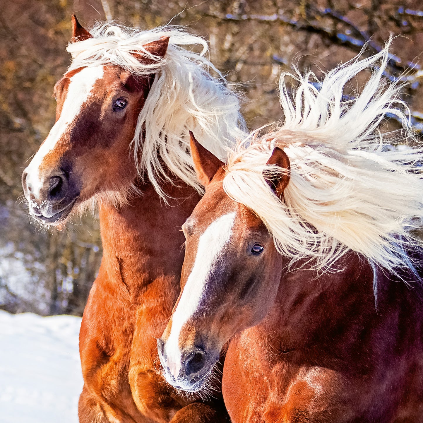 Grid calendar Horses – Christiane Slawik 2026, 30 x 30 cm