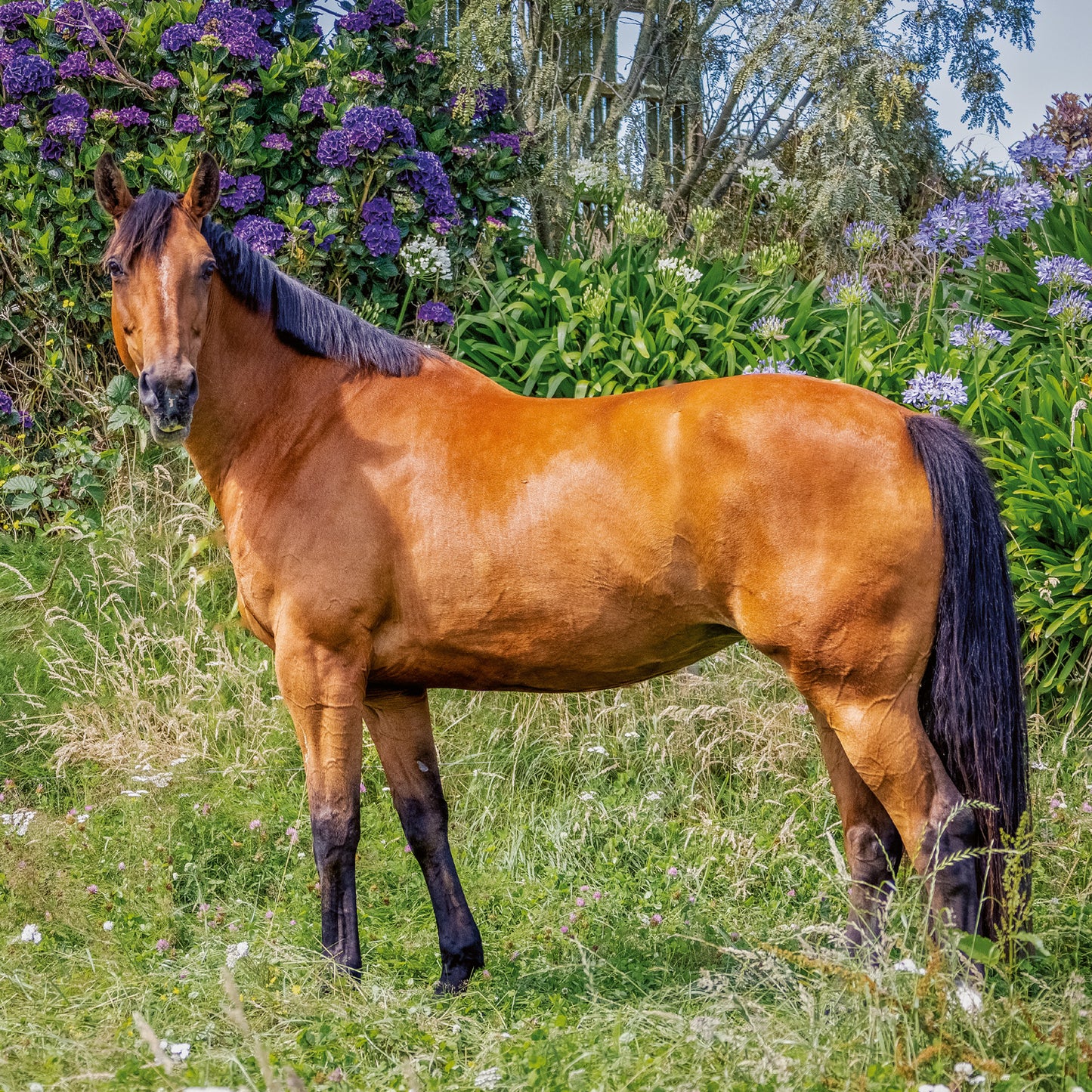 Grid calendar Horses – Christiane Slawik 2026, 30 x 30 cm