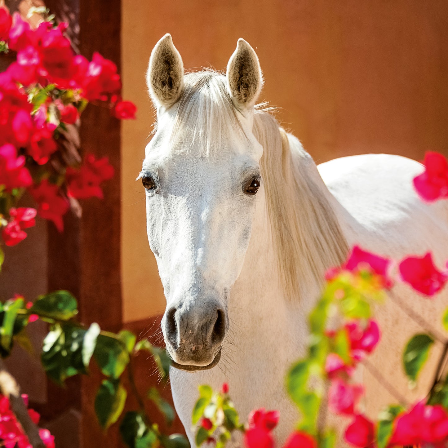 Grid calendar Horses – Christiane Slawik 2026, 30 x 30 cm