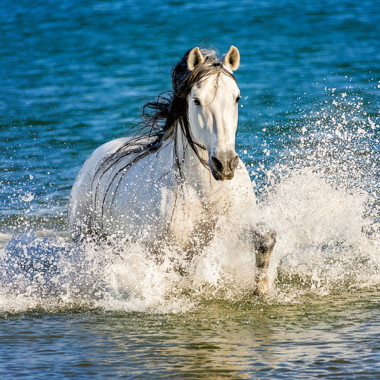 Grid calendar Horses – Christiane Slawik 2026, 30 x 30 cm