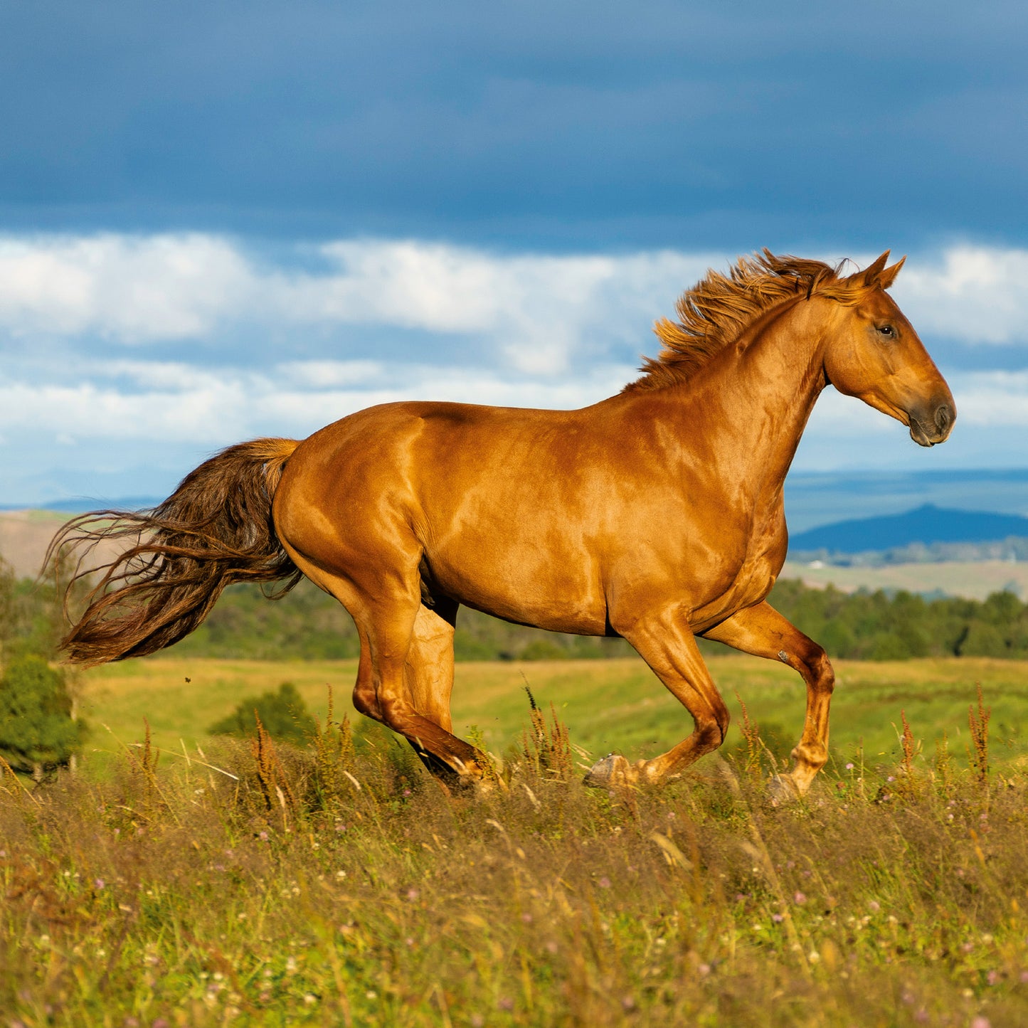 Grid calendar Horses – Christiane Slawik 2026, 30 x 30 cm