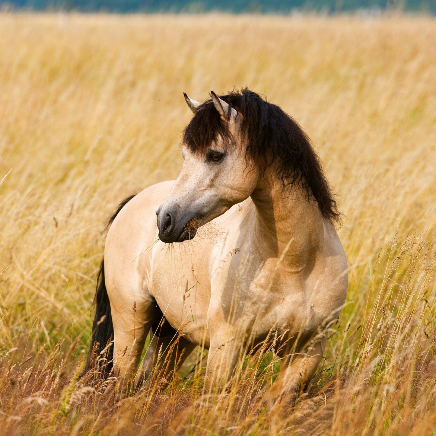 Grid calendar Horses – Christiane Slawik 2026, 30 x 30 cm