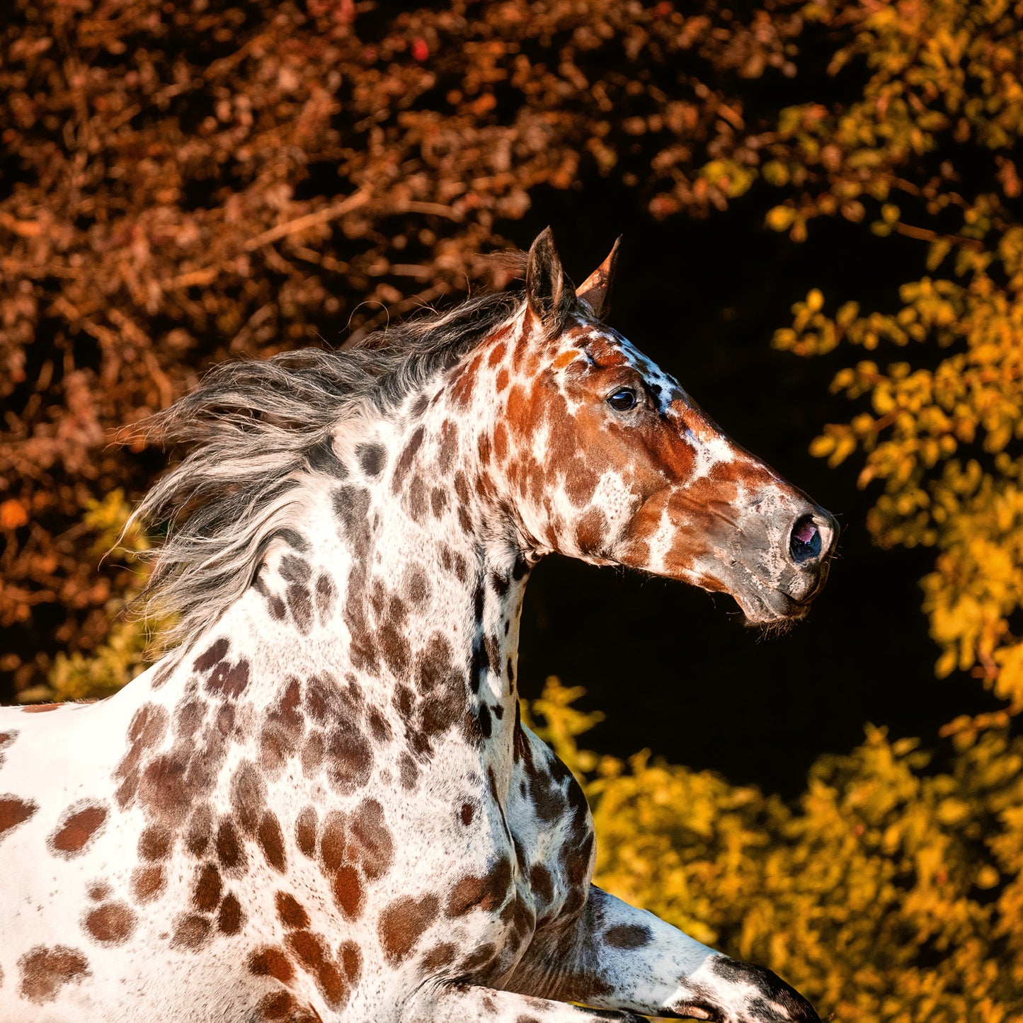 Grid calendar Horses – Christiane Slawik 2026, 30 x 30 cm