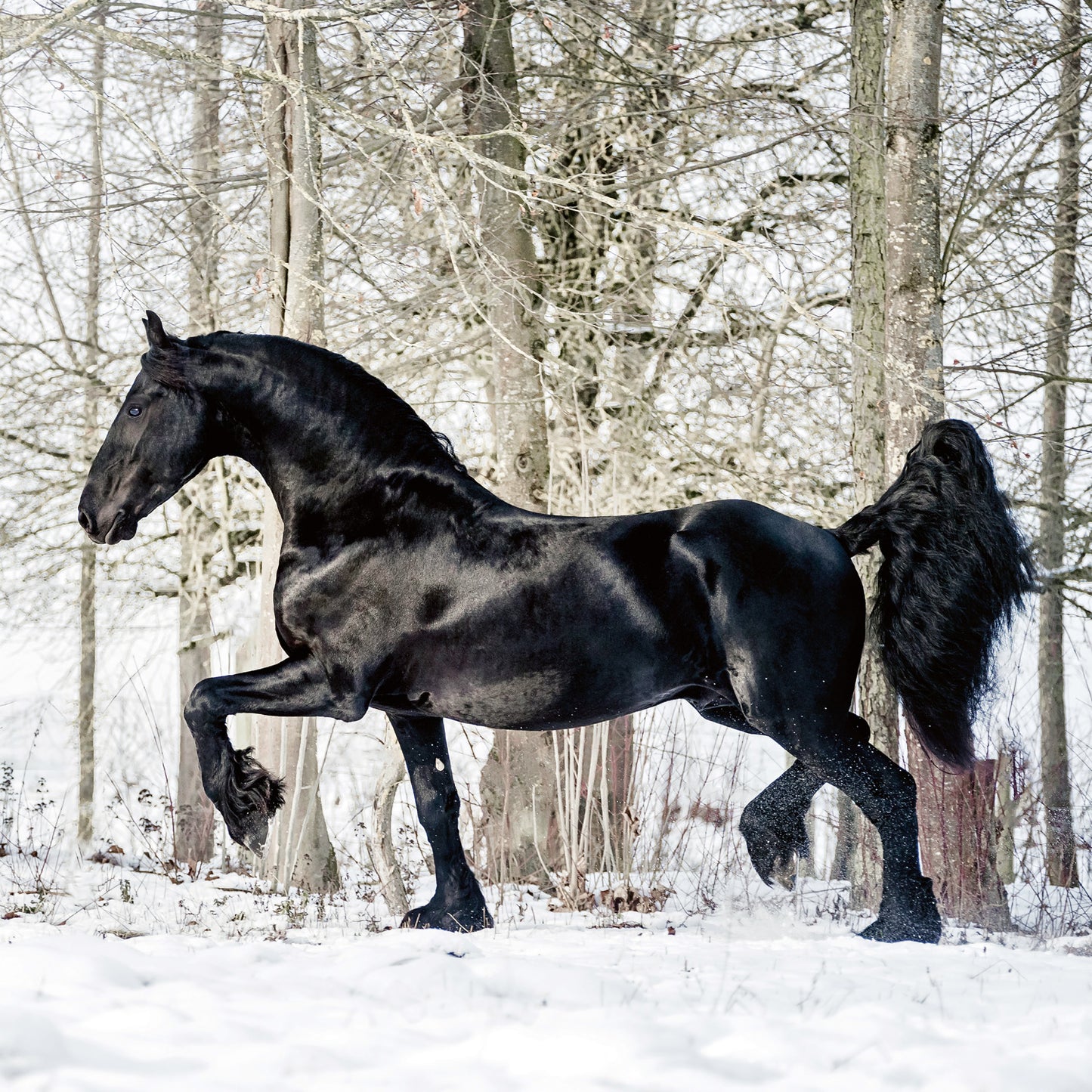 Grid calendar Horses – Christiane Slawik 2026, 30 x 30 cm
