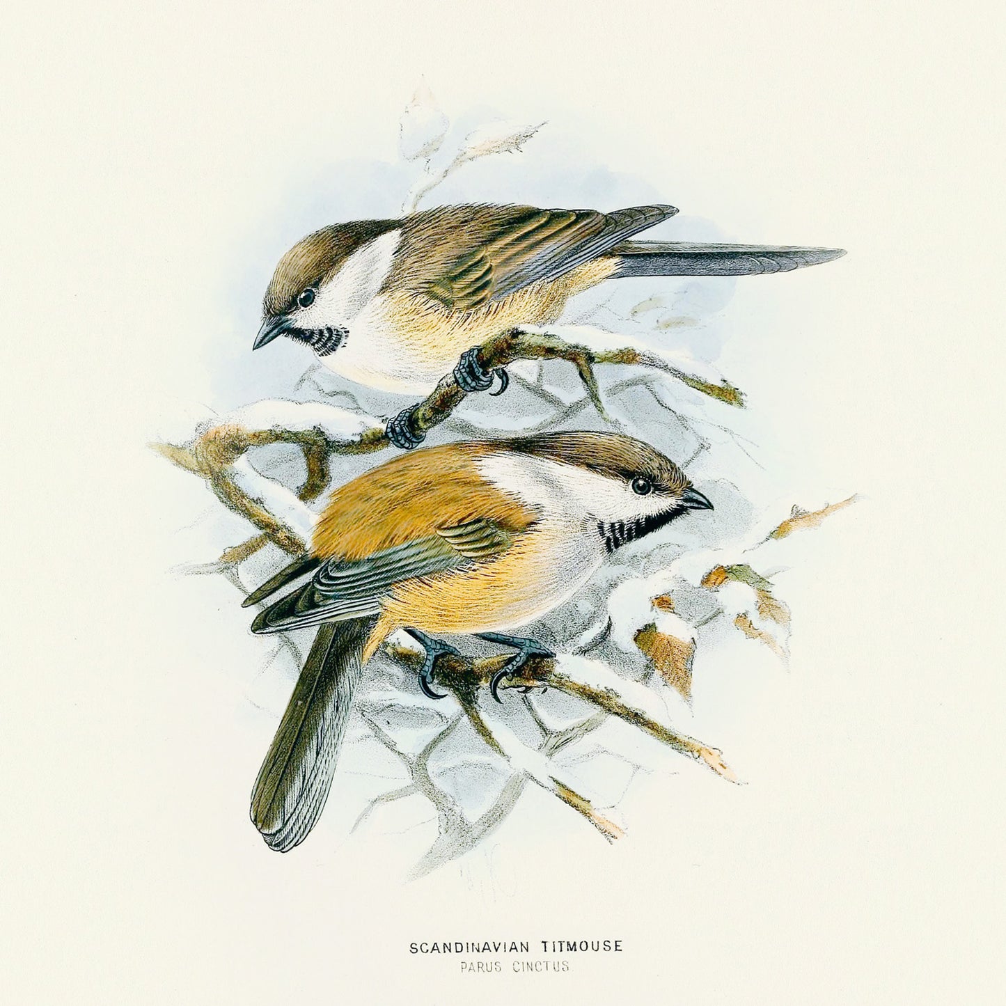 Grid calendar Birds in Art 2026, 30 x 30 cm