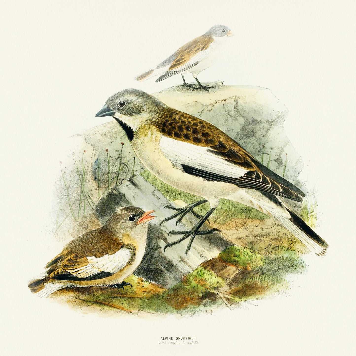 Grid calendar Birds in Art 2026, 30 x 30 cm