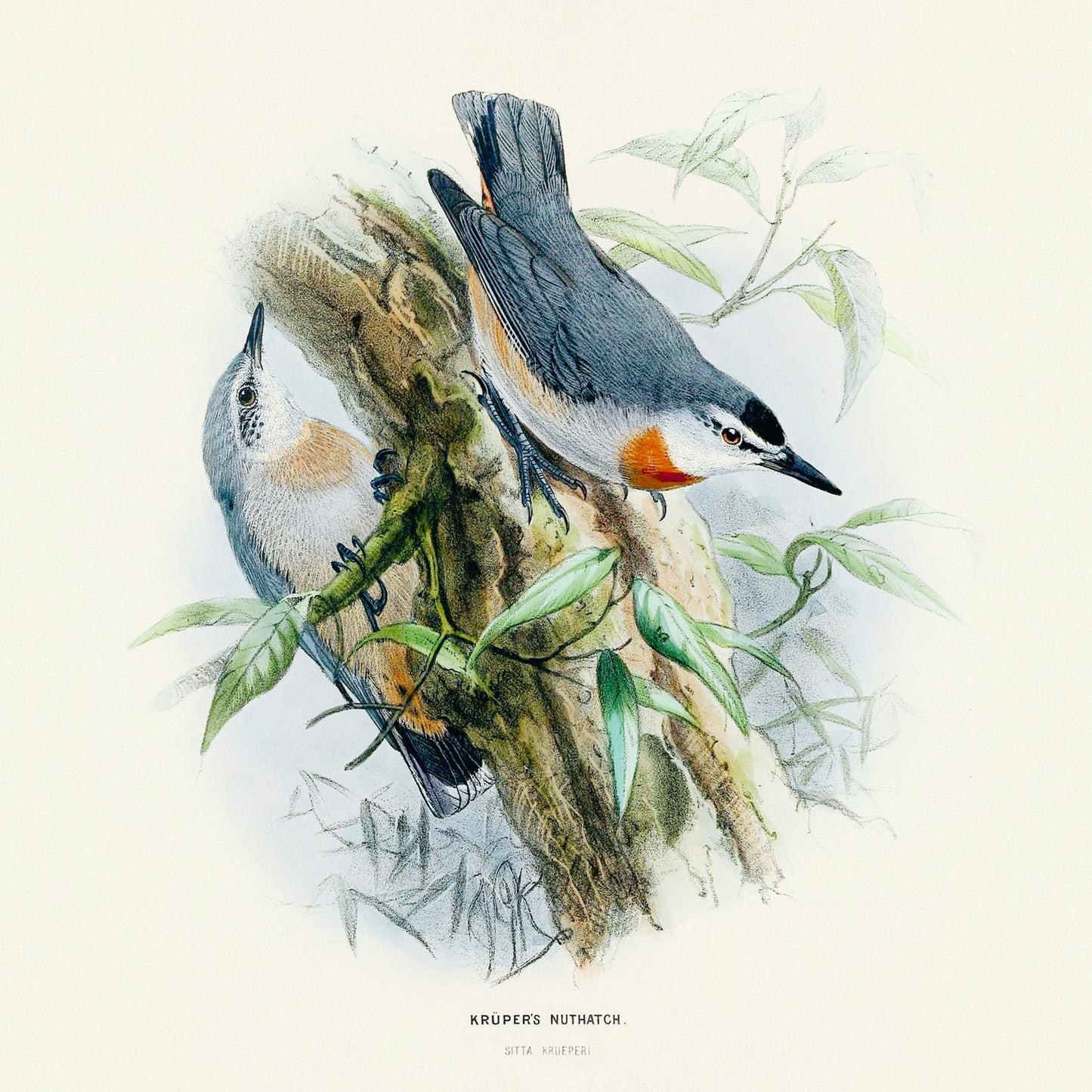 Grid calendar Birds in Art 2026, 30 x 30 cm