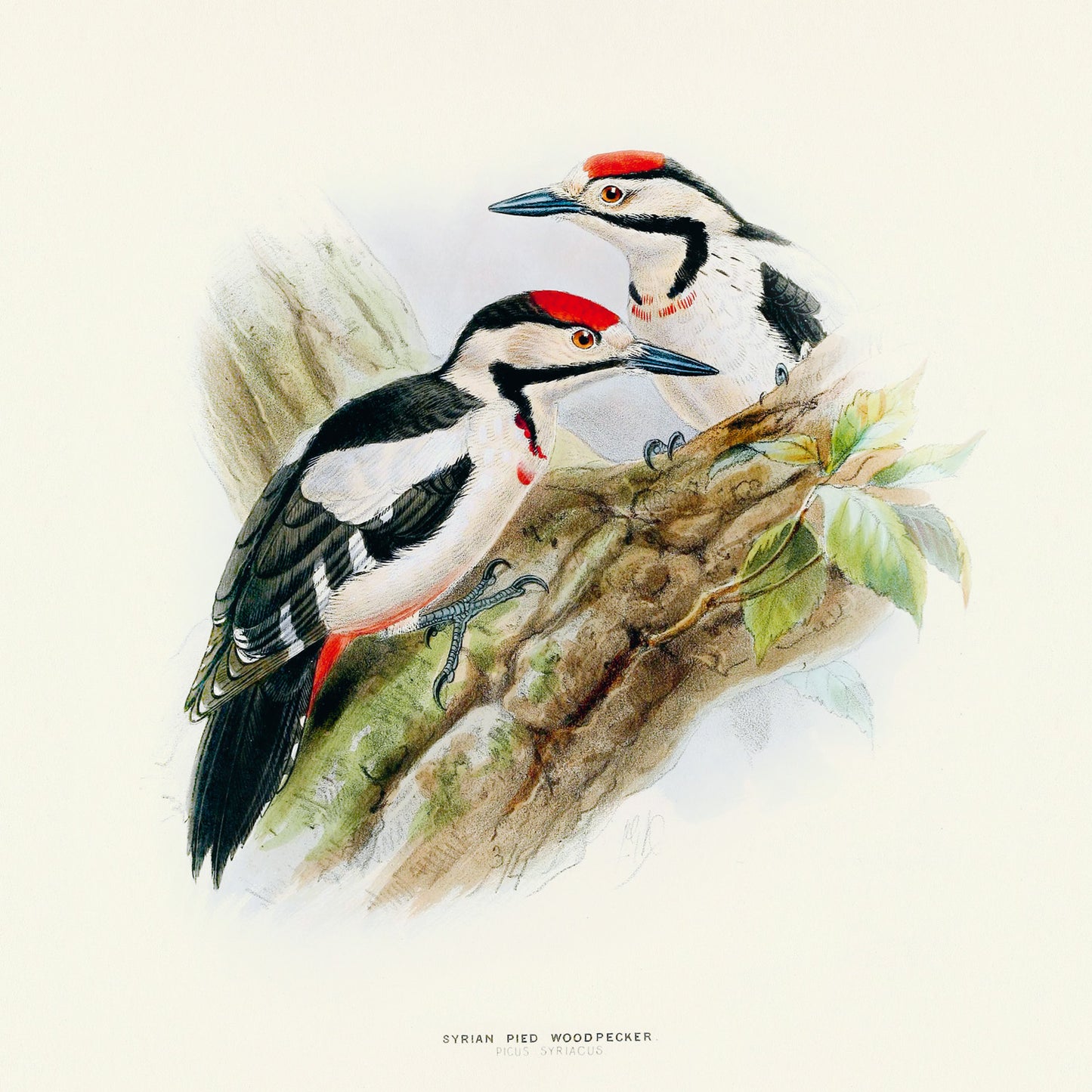 Grid calendar Birds in Art 2026, 30 x 30 cm