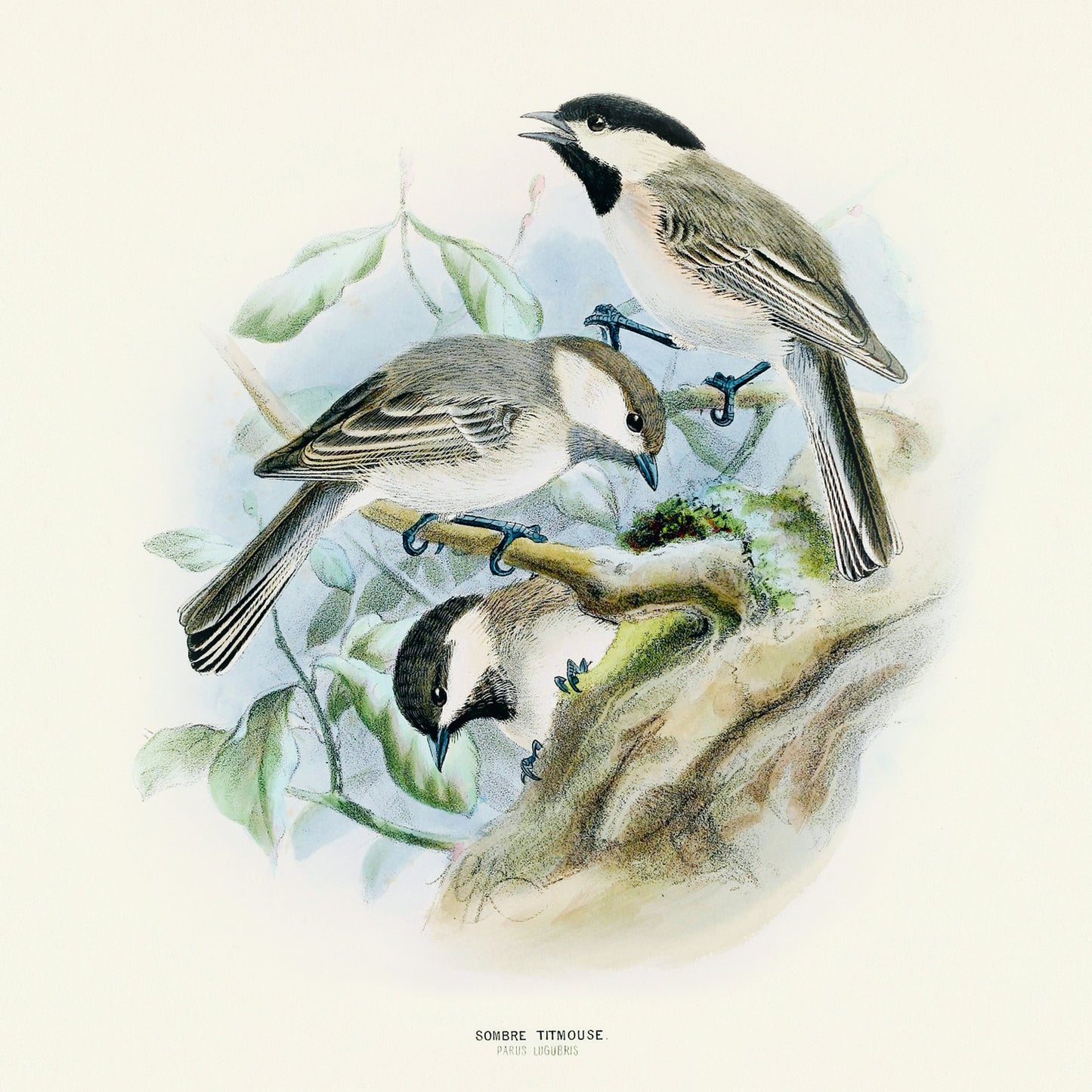 Grid calendar Birds in Art 2026, 30 x 30 cm