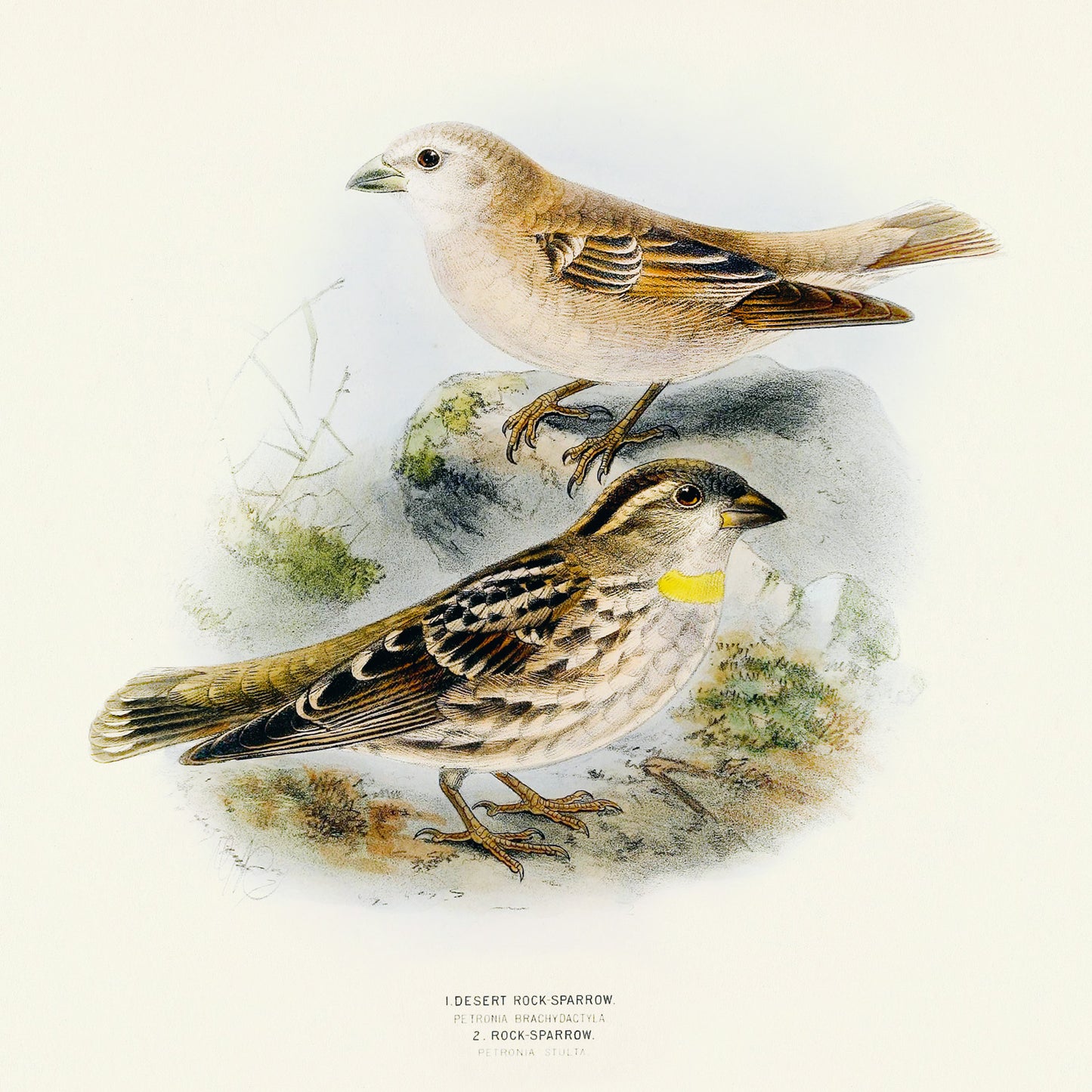 Grid calendar Birds in Art 2026, 30 x 30 cm