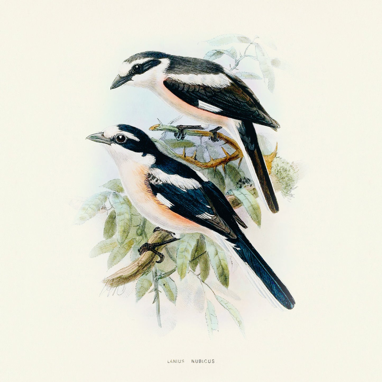 Grid calendar Birds in Art 2026, 30 x 30 cm