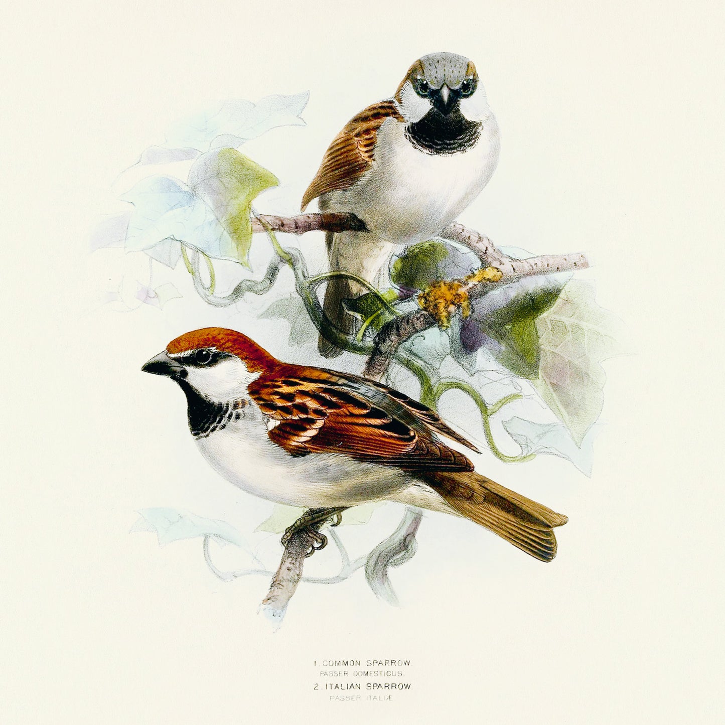 Grid calendar Birds in Art 2026, 30 x 30 cm