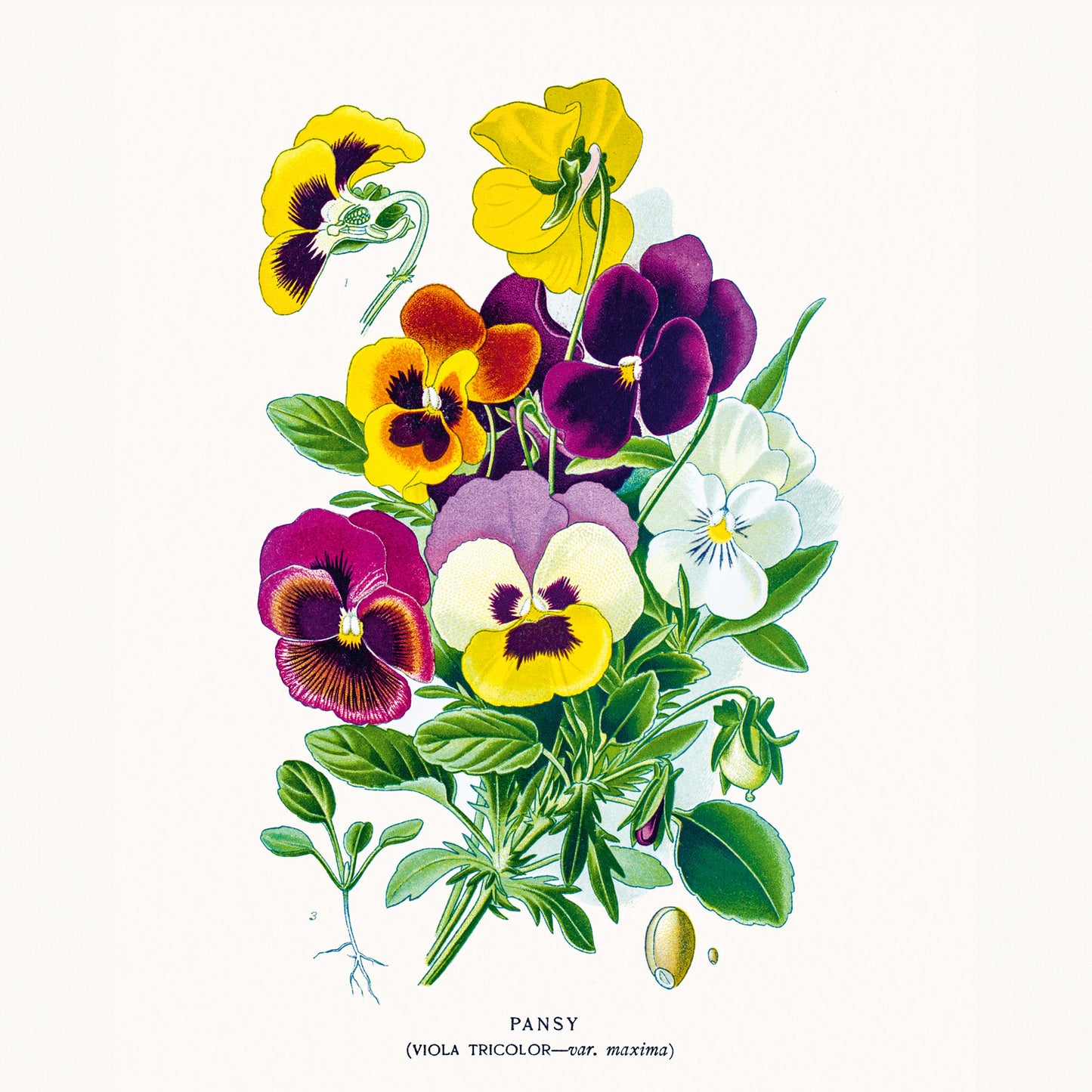Grid calendar Herbarium 2026, 30 x 30 cm