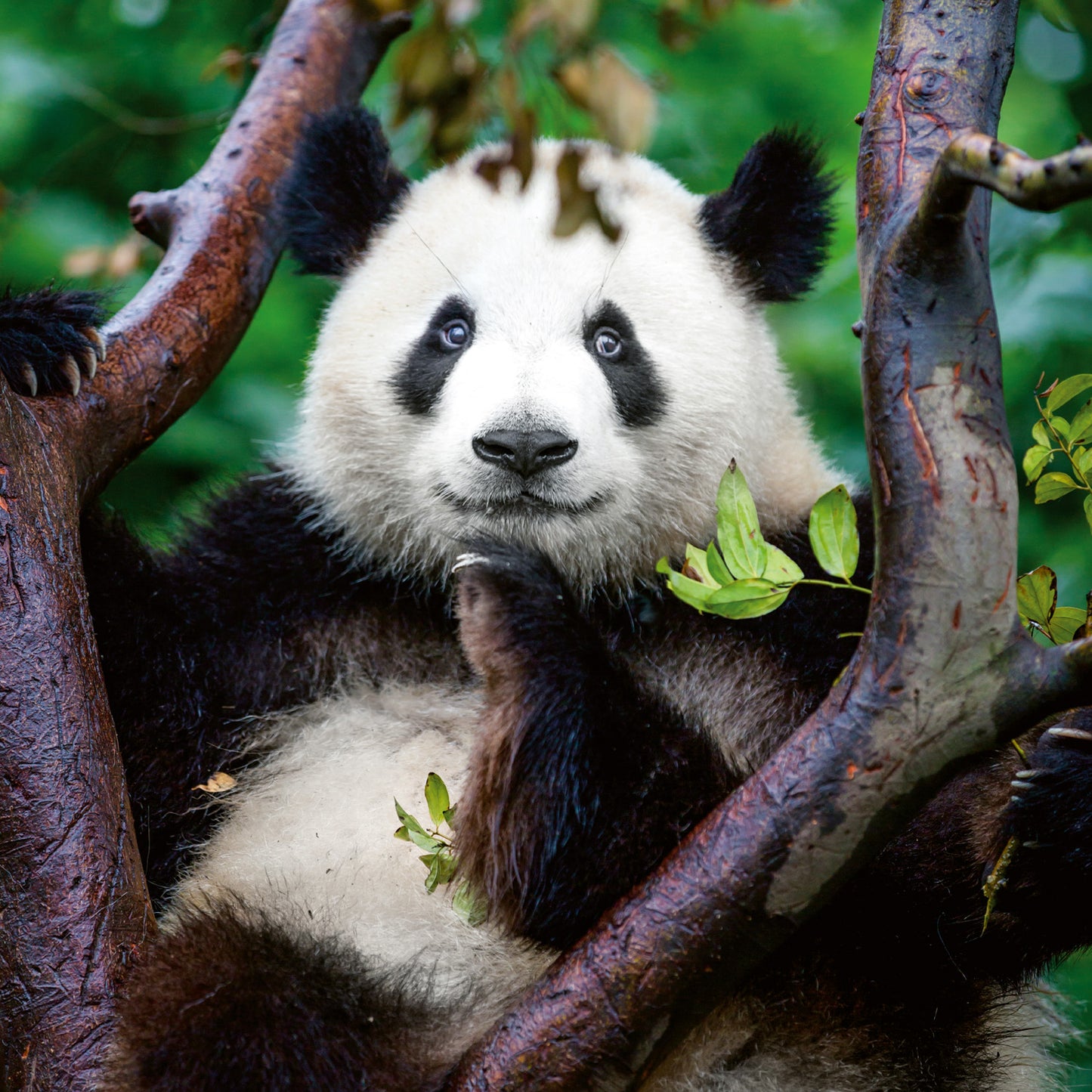 Grid calendar Pandas 2026, 30 x 30 cm