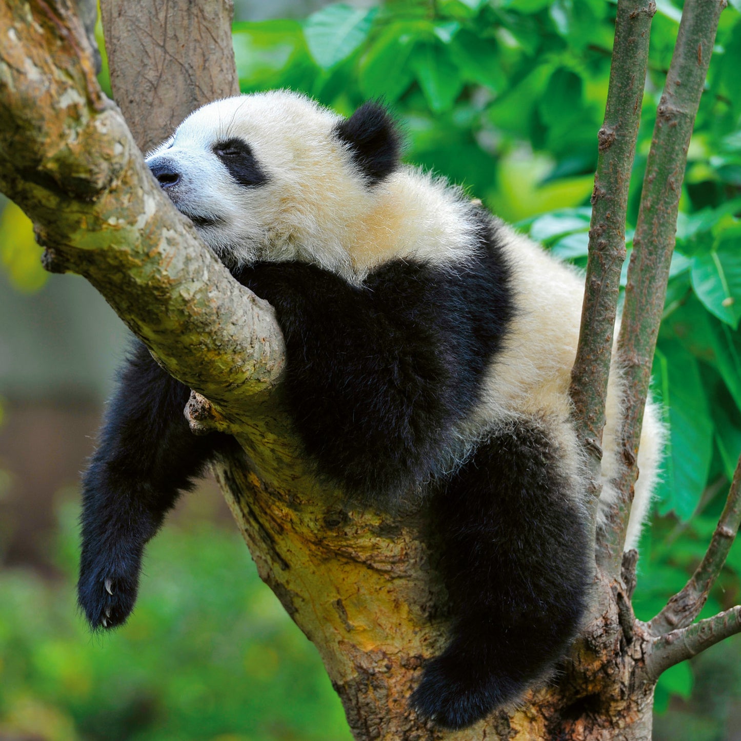 Grid calendar Pandas 2026, 30 x 30 cm