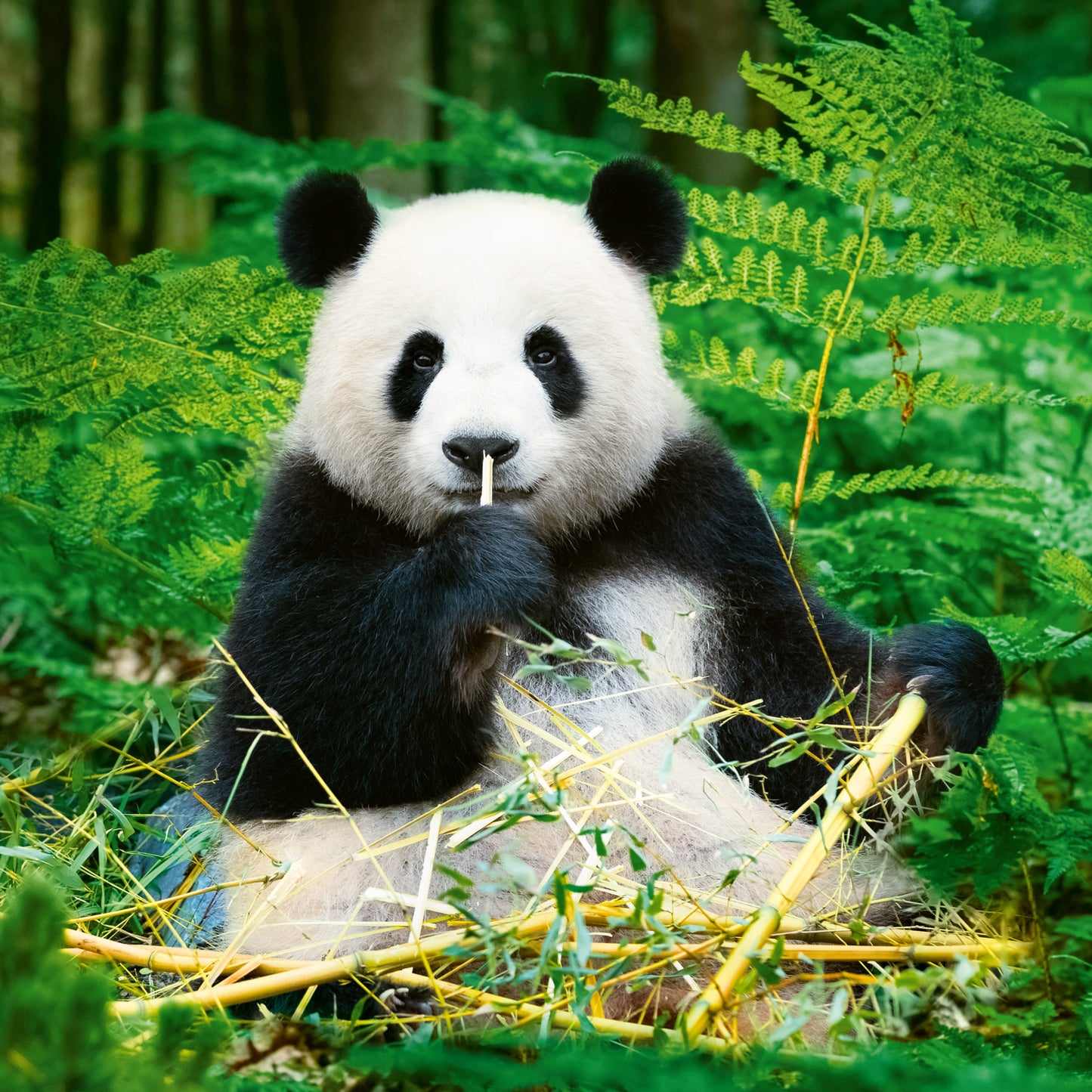 Grid calendar Pandas 2026, 30 x 30 cm