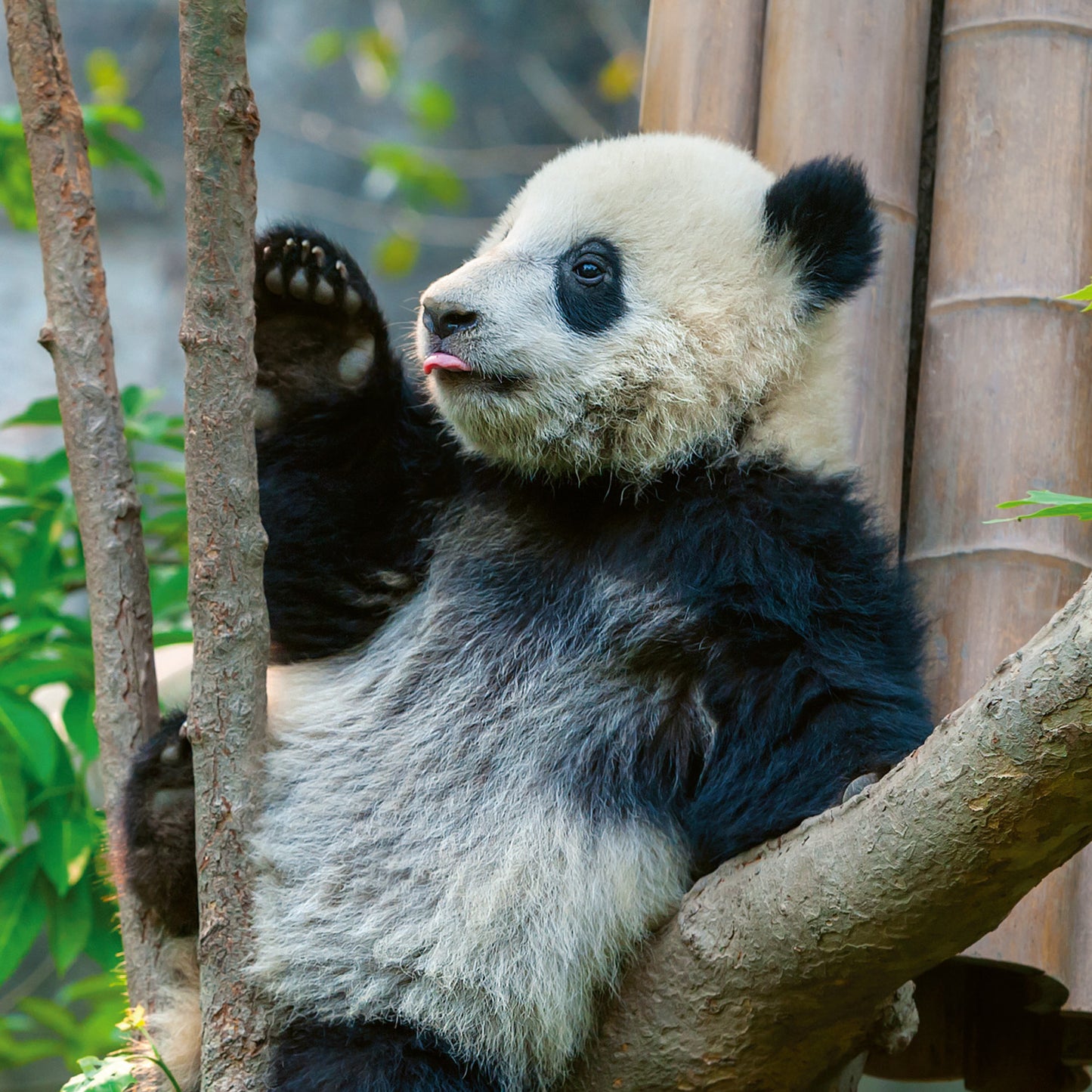 Grid calendar Pandas 2026, 30 x 30 cm