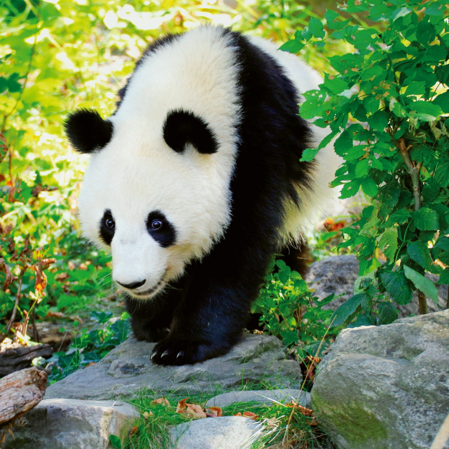 Grid calendar Pandas 2026, 30 x 30 cm