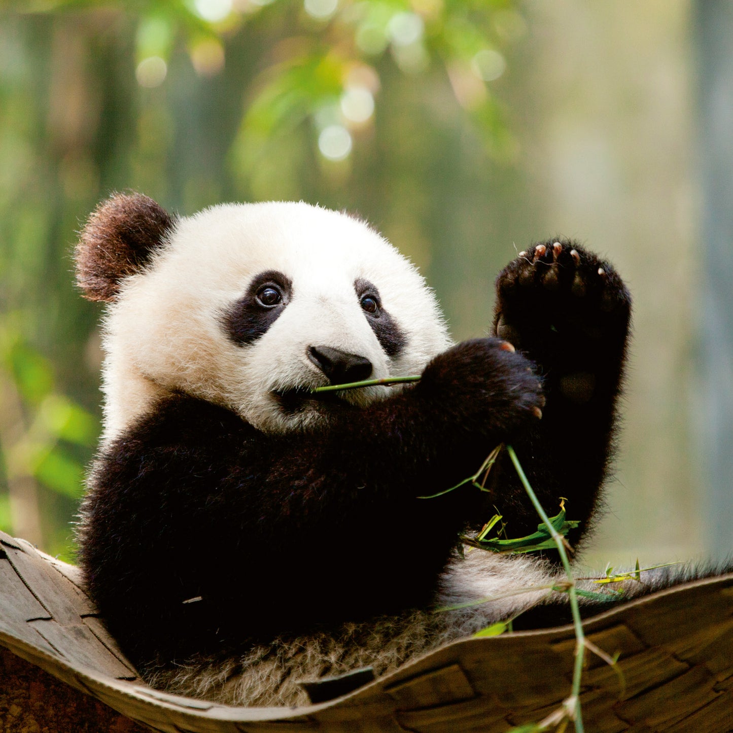 Grid calendar Pandas 2026, 30 x 30 cm