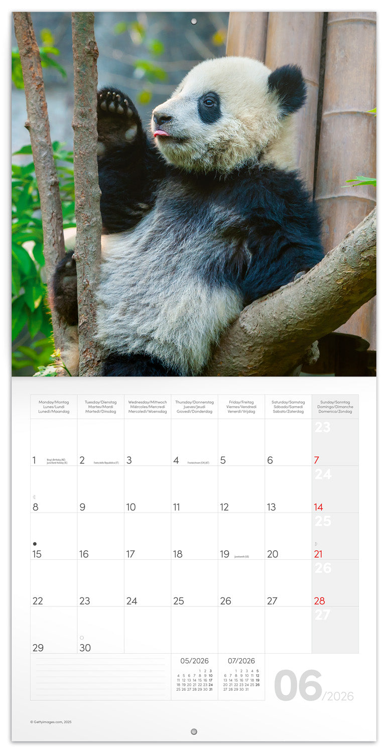 Grid calendar Pandas 2026, 30 x 30 cm