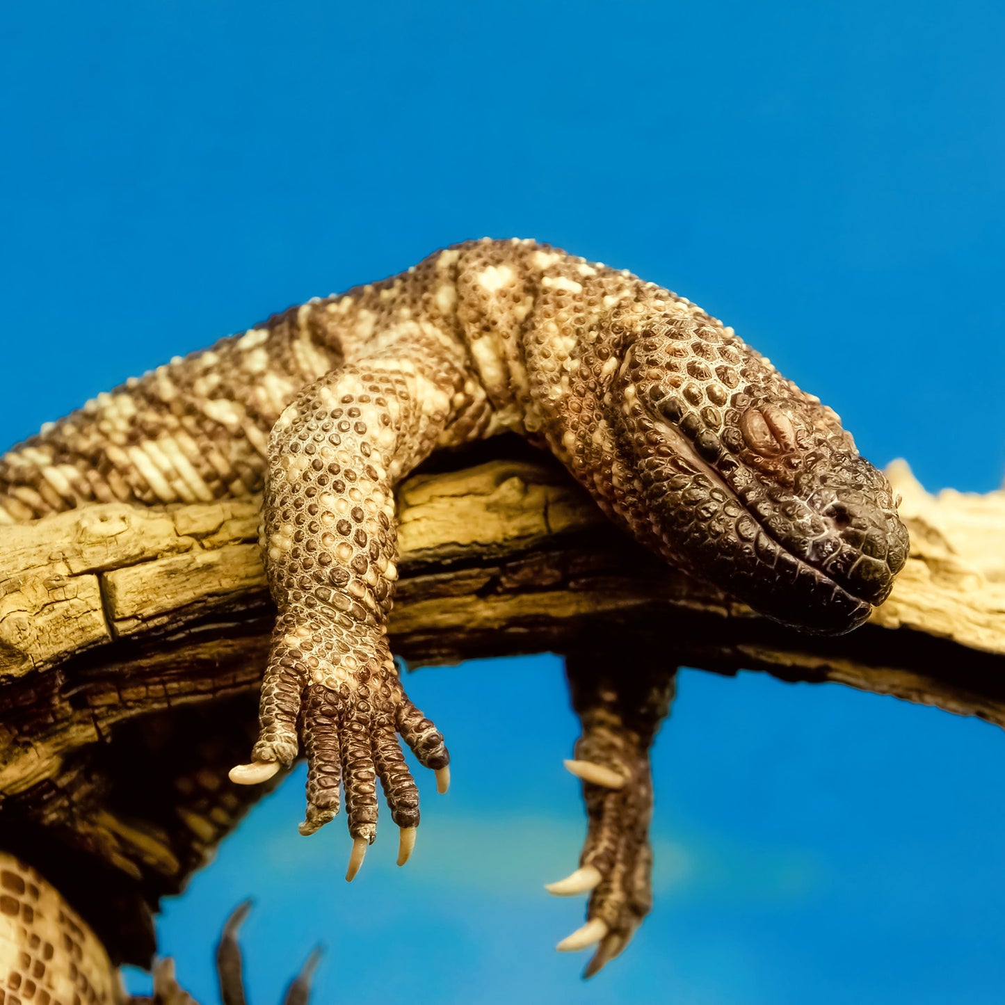 Grid calendar Lizards 2026, 30 x 30 cm