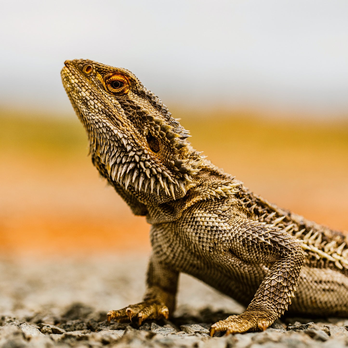 Grid calendar Lizards 2026, 30 x 30 cm