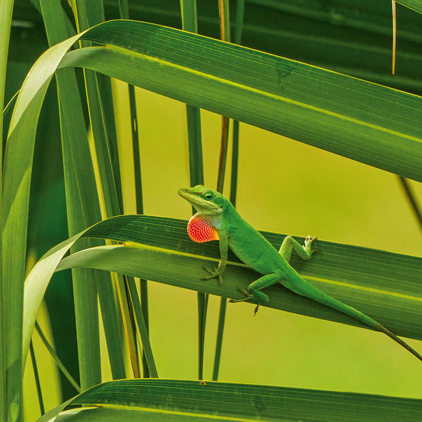 Grid calendar Lizards 2026, 30 x 30 cm