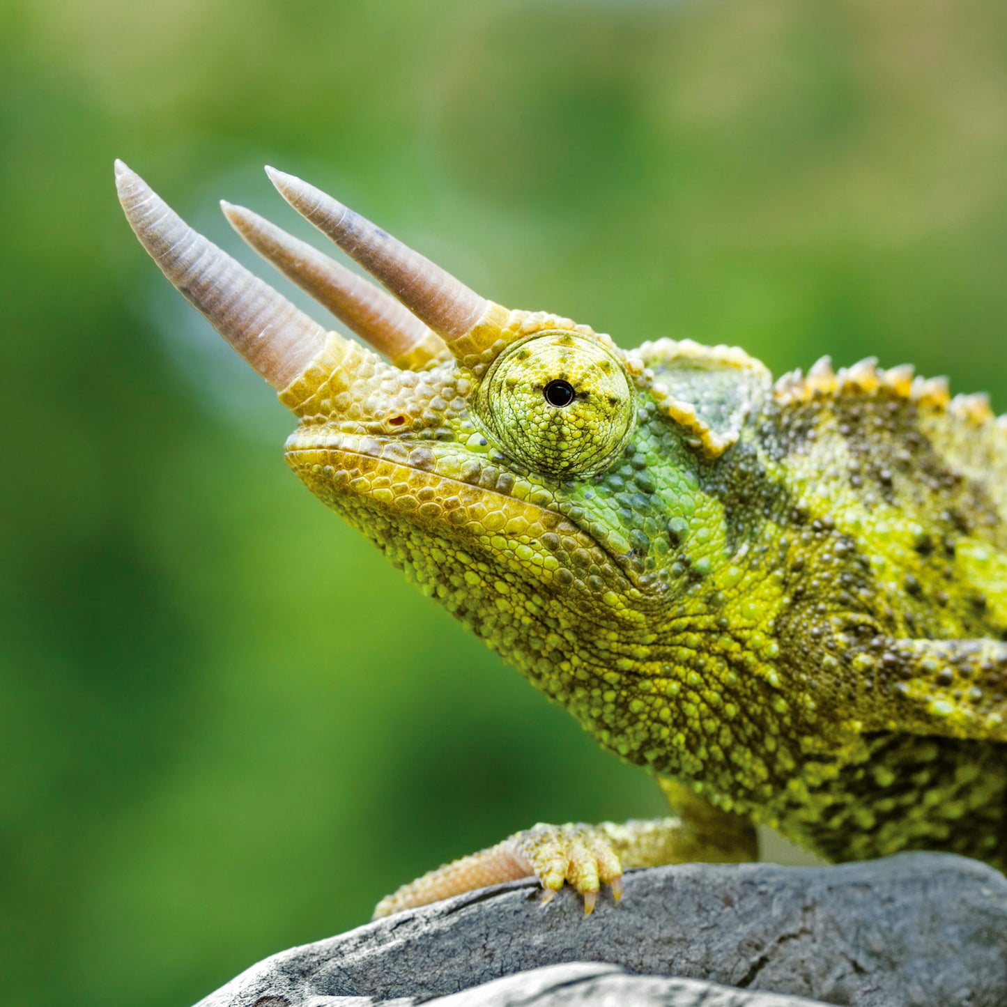 Grid calendar Lizards 2026, 30 x 30 cm