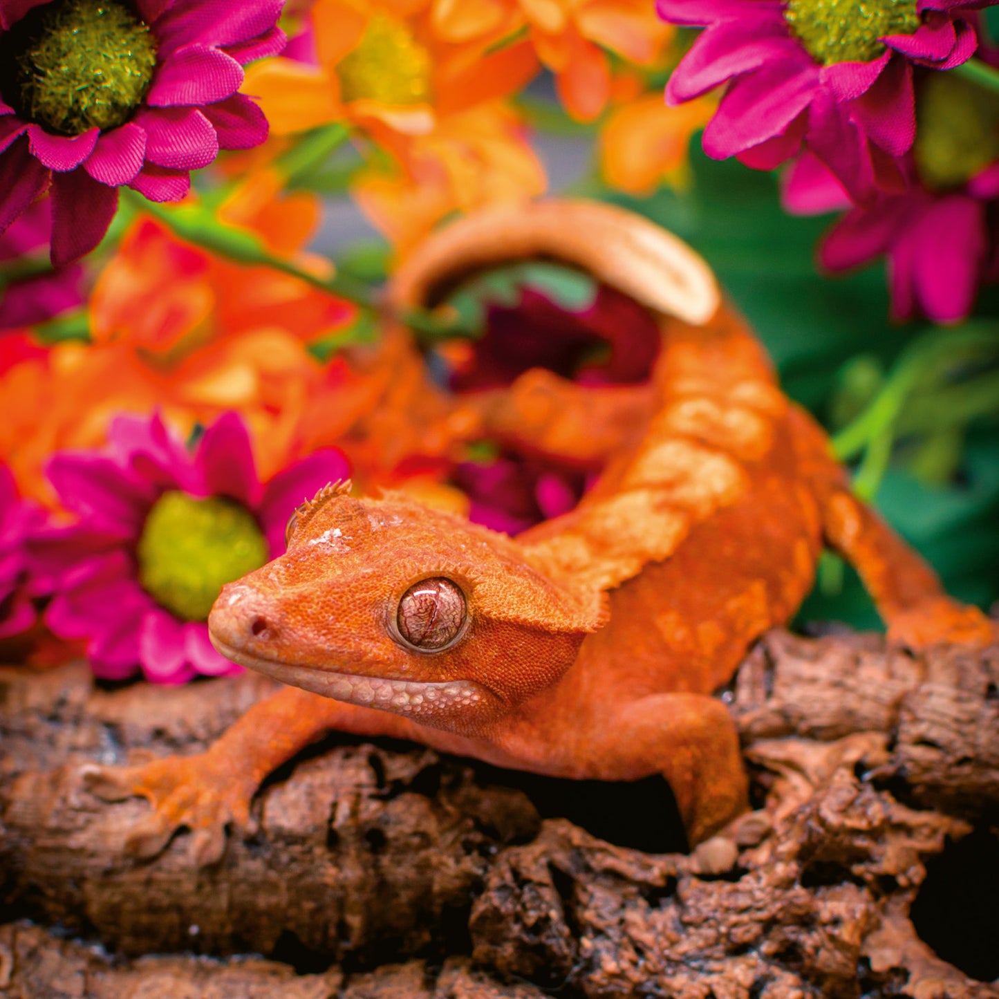Grid calendar Lizards 2026, 30 x 30 cm