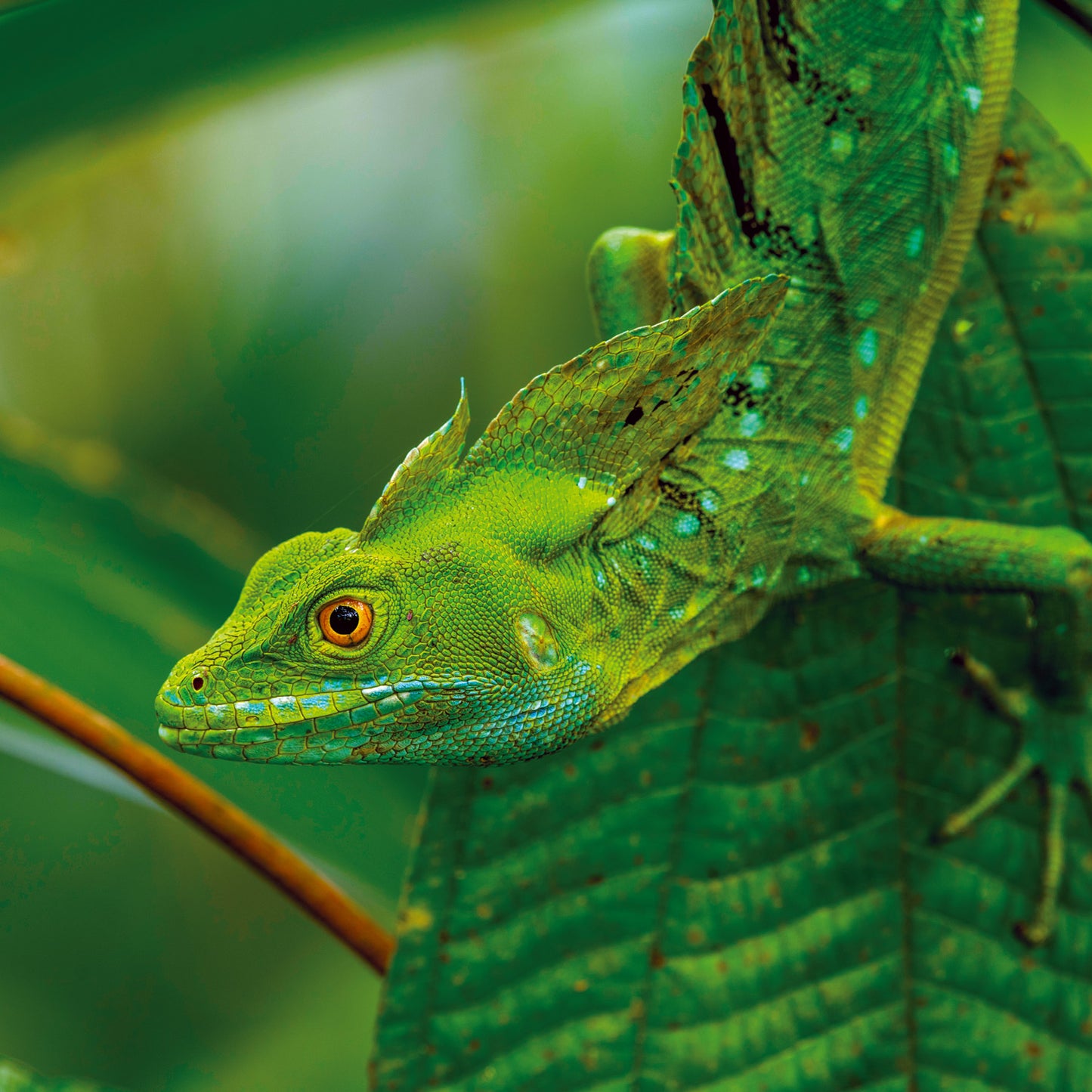 Grid calendar Lizards 2026, 30 x 30 cm
