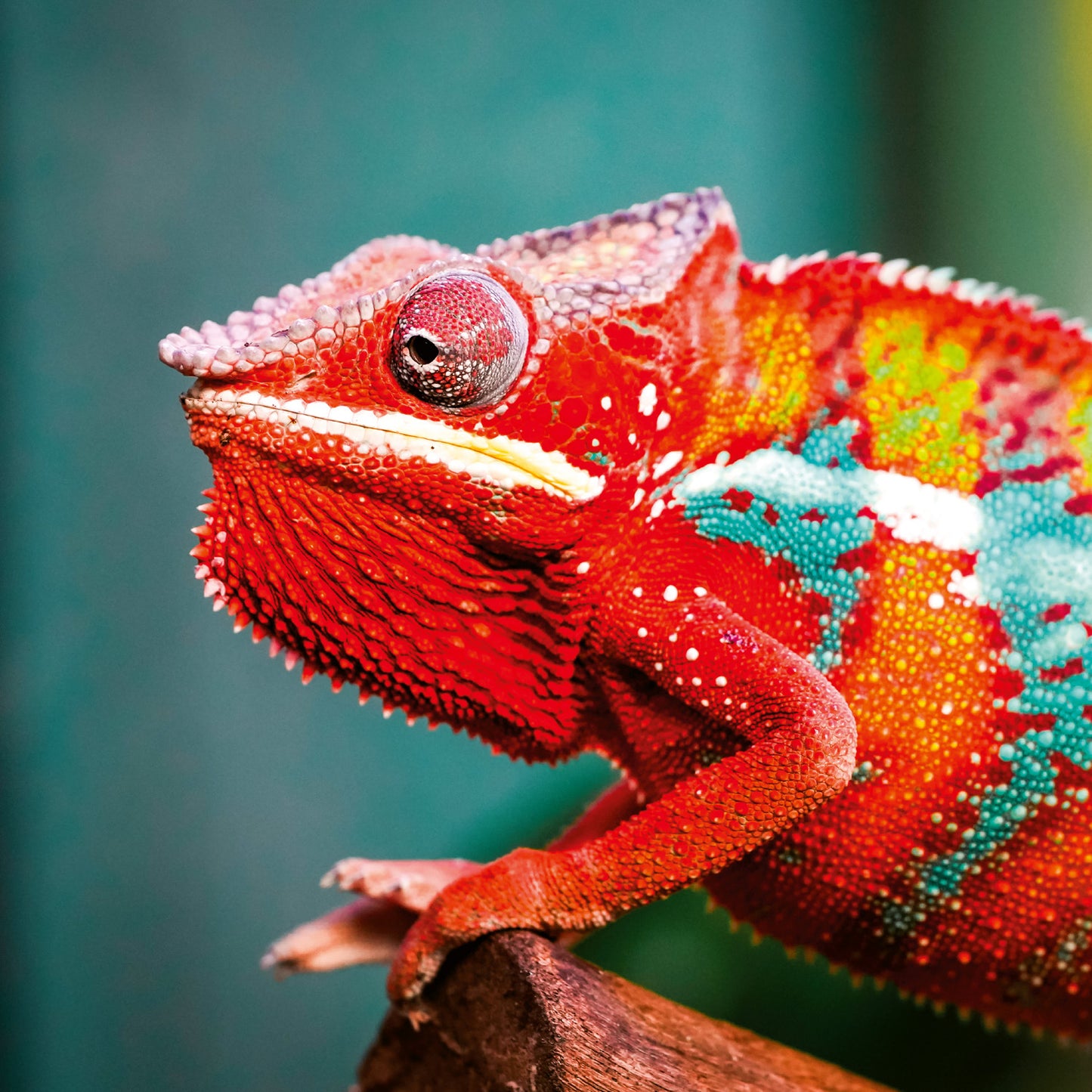 Grid calendar Lizards 2026, 30 x 30 cm