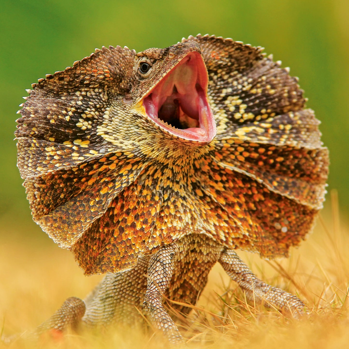 Grid calendar Lizards 2026, 30 x 30 cm