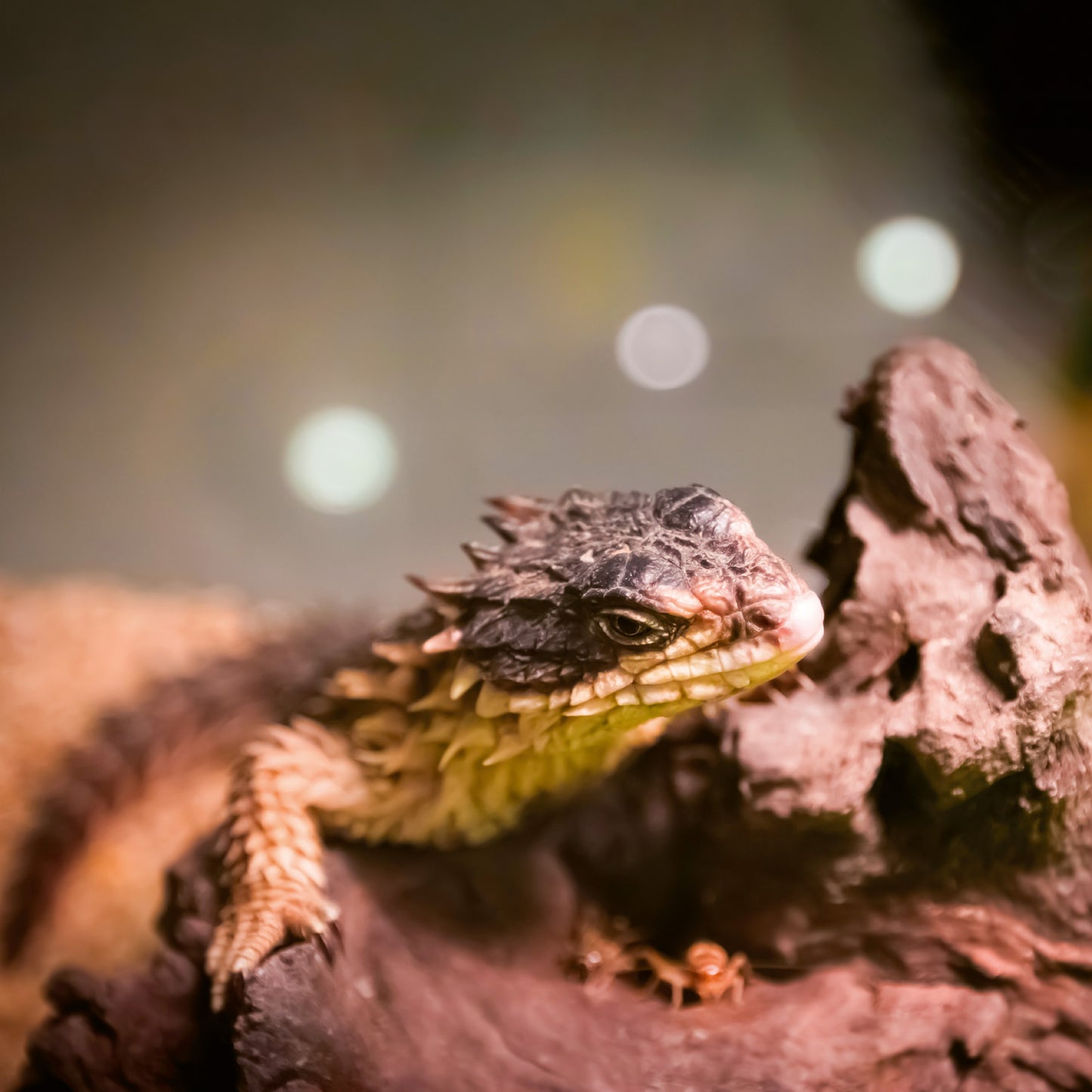 Grid calendar Lizards 2026, 30 x 30 cm