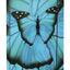 School set Ergo Butterfly II
