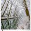 Wall calendar Trees 2026, 33 x 46 cm