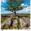 Wall calendar Trees 2026, 33 x 46 cm