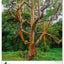 Wall calendar Trees 2026, 33 x 46 cm