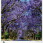 Wall calendar Trees 2026, 33 x 46 cm