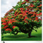 Wall calendar Trees 2026, 33 x 46 cm