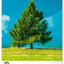 Wall calendar Trees 2026, 33 x 46 cm