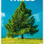 Wall calendar Trees 2026, 33 x 46 cm