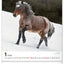 Wall calendar Horses 2026, 30 x 34 cm